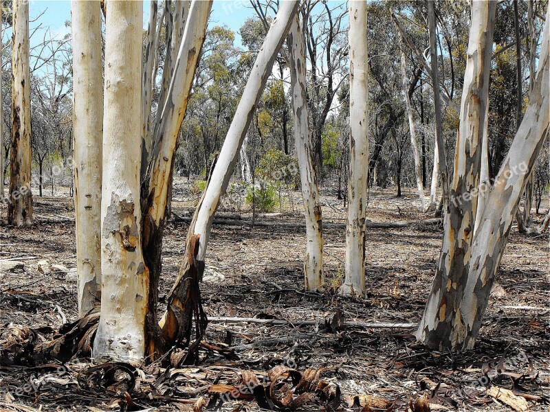 Nature Trees Forest Branch Eucalyptus