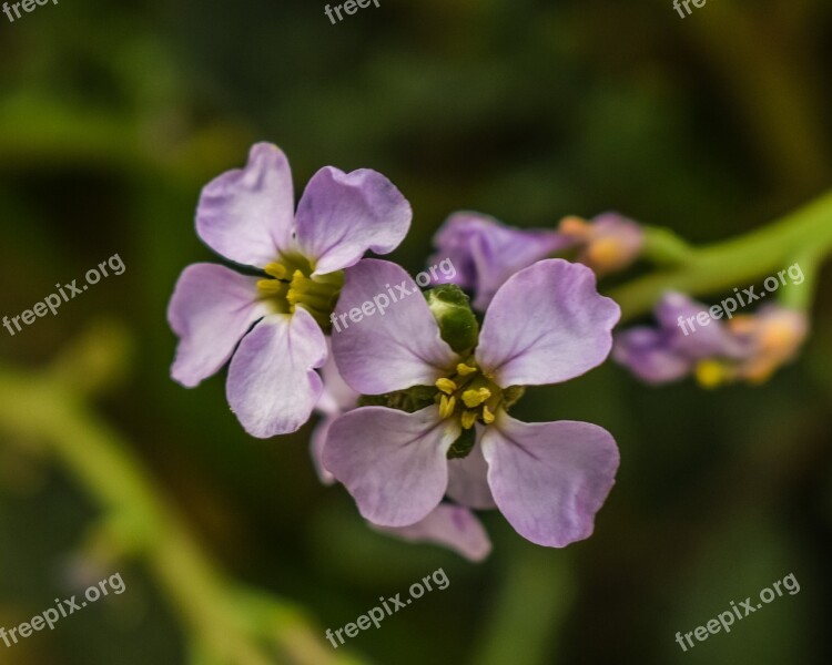 Cakile Maritima Wild Flowers Nature Bloom Blossom