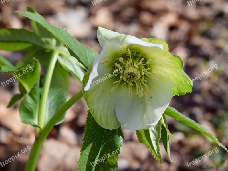 Green Hellebore Green Lenten Rose Lenten Rose Bud Flower