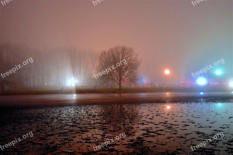 Fog Night Tree Light Shadow