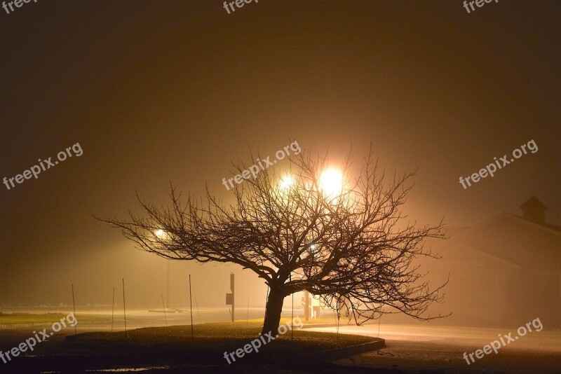 Fog Night Tree Light Shadow