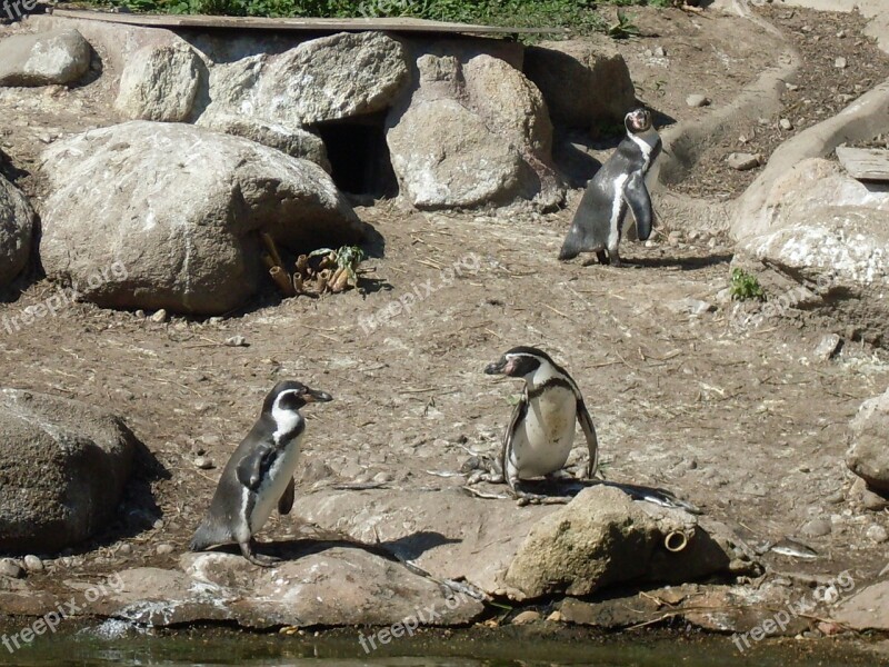 Penguin Zoo Animals The Zoological Garden Free Photos