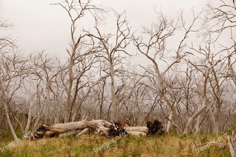 Eucalyptuswald Australia Great Ocean Road Free Photos