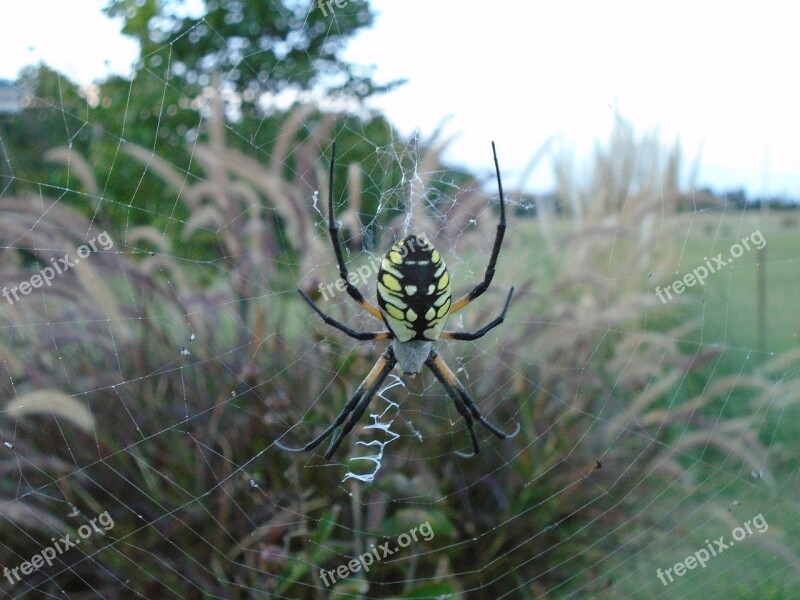 Spider Creepy Nature Web Wildlife