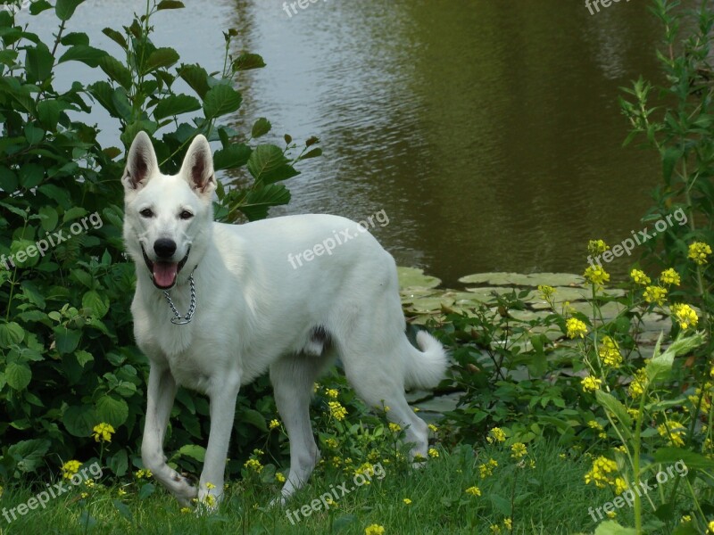 Dog Park White Shepherd Animal Shepherd