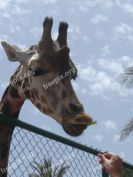 Animals Giraffe Zoo Neck Animal World