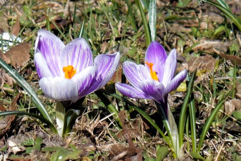 Spring Meadow Crocus Early Bloomer Frühlingsanfang Pink