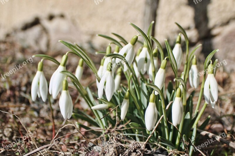 Snowdrop Flowers Early Bloomer Spring Flower Flower White