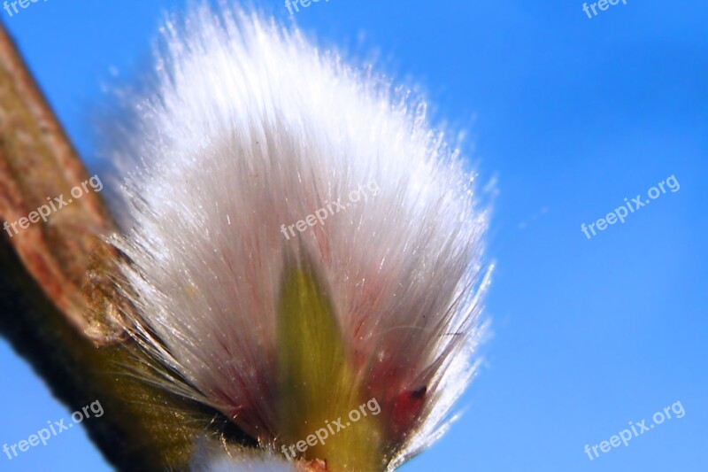 Willow Catkins Pasture Spring Close Up Free Photos