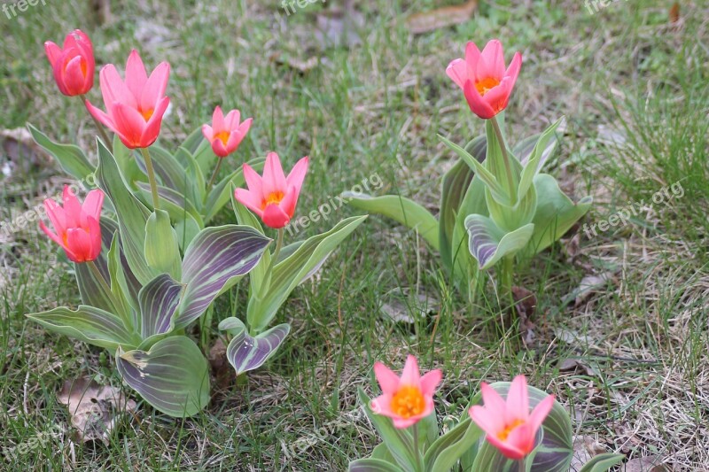 Flower Meadow Spring Tulips Spring Flowers Spring Meadow