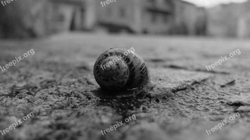 Snail Borgo Floor Slowness Free Photos