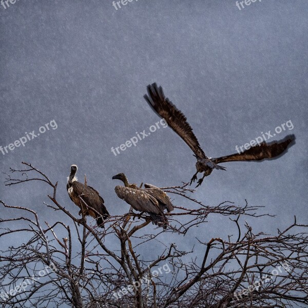 Vulture Flight Rain Namibia Free Photos