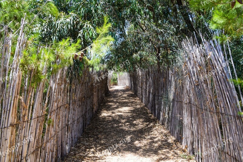 Bamboo Sand Beach Sea Nature