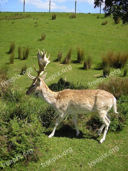 Nature Reindeer Deer Animal Wildlife