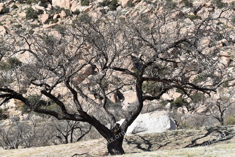 Tree Nature Landscape Mount Plant