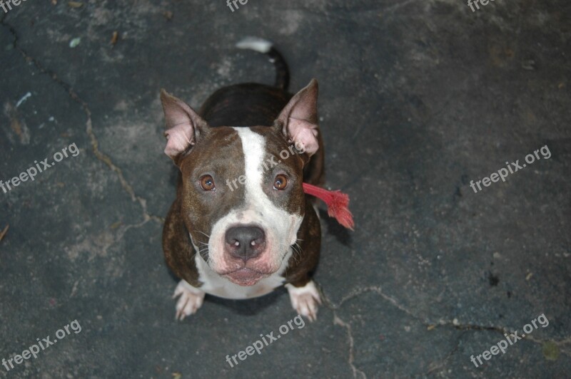 Pitbull Dog Puppy Pet Cute