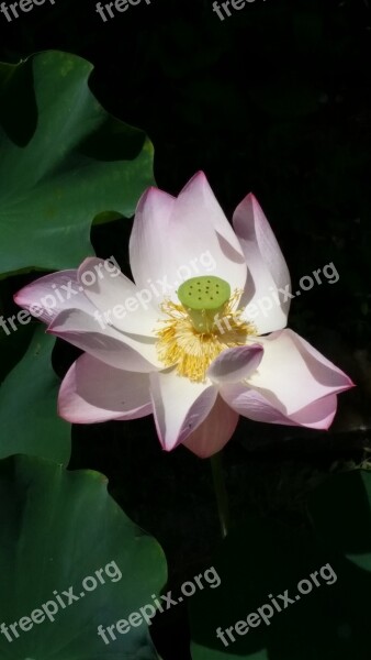 Lilly Flower High Contrast Pink Garden