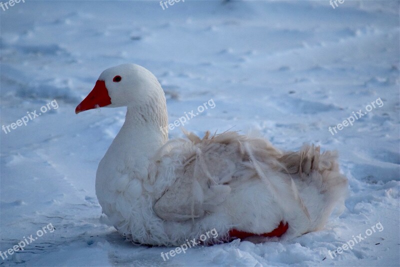 Goose White Snow Pretty Fluffy