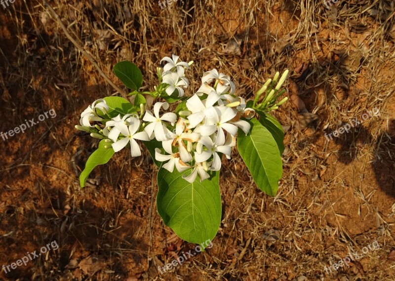 Flower White Wild Flora Indrajao