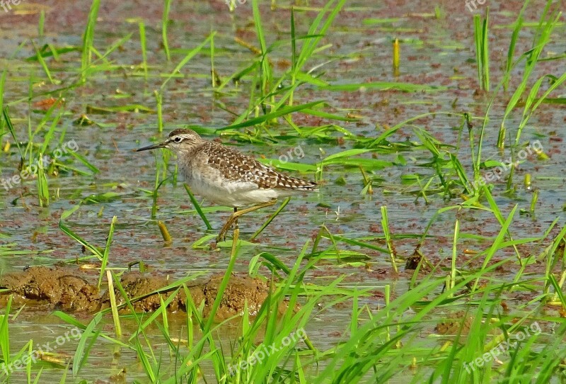 Bird Wood Sandpiper Tringa Glareola Wader Mid-sized