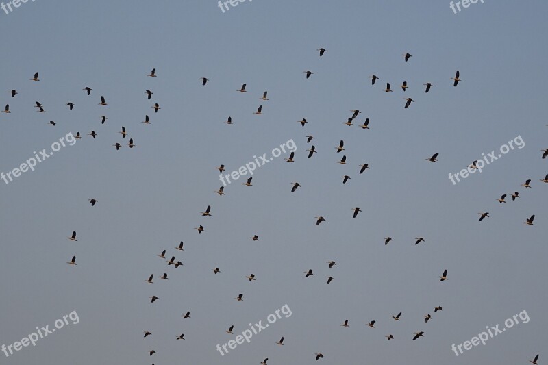 Bird Duck Avian Lesser Whistling Duck Dendrocygna Javanica