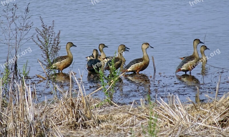 Bird Duck Avian Lesser Whistling Duck Dendrocygna Javanica