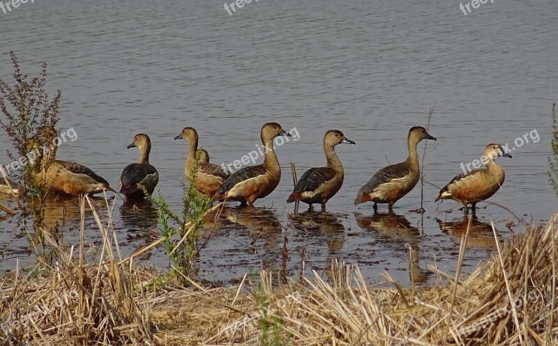 Bird Duck Avian Lesser Whistling Duck Dendrocygna Javanica