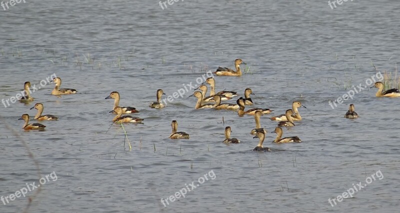 Bird Duck Avian Lesser Whistling Duck Dendrocygna Javanica