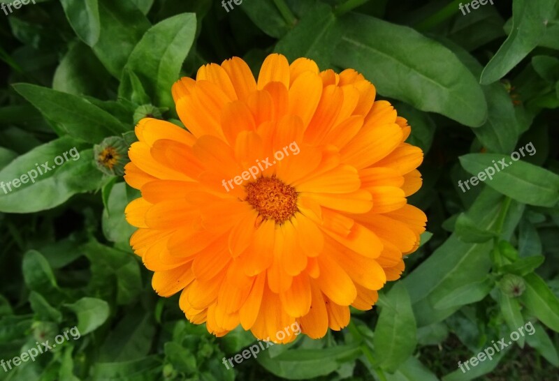 Flower Calendula Pot Marigold English Marigold Genda