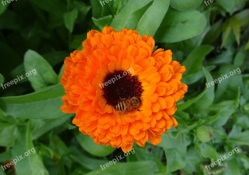 Flower Calendula Pot Marigold English Marigold Genda