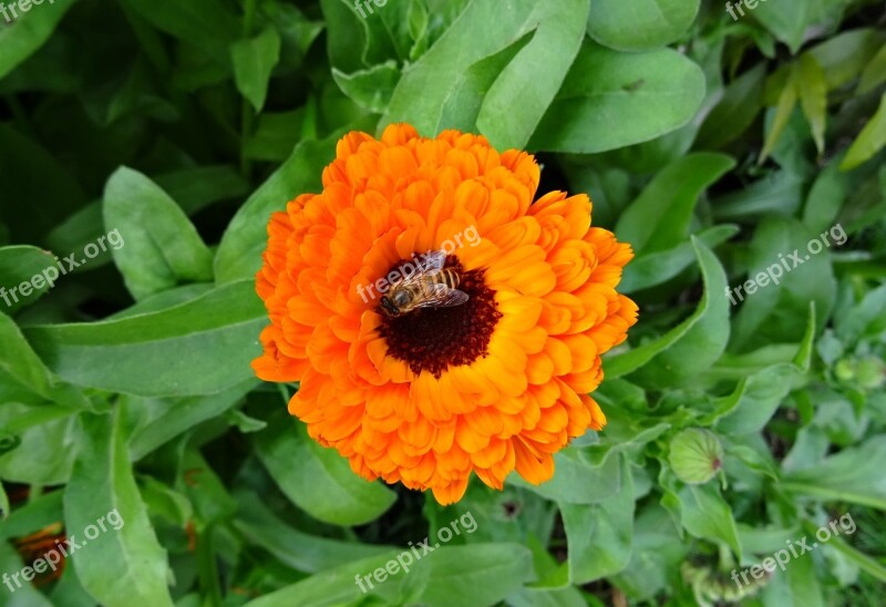 Flower Calendula Pot Marigold English Marigold Genda