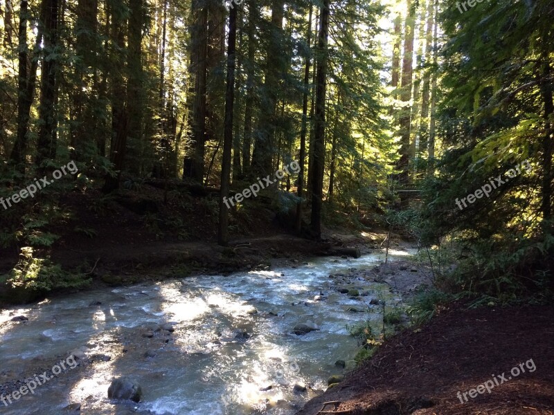 River Redwood Oregon California Northwest