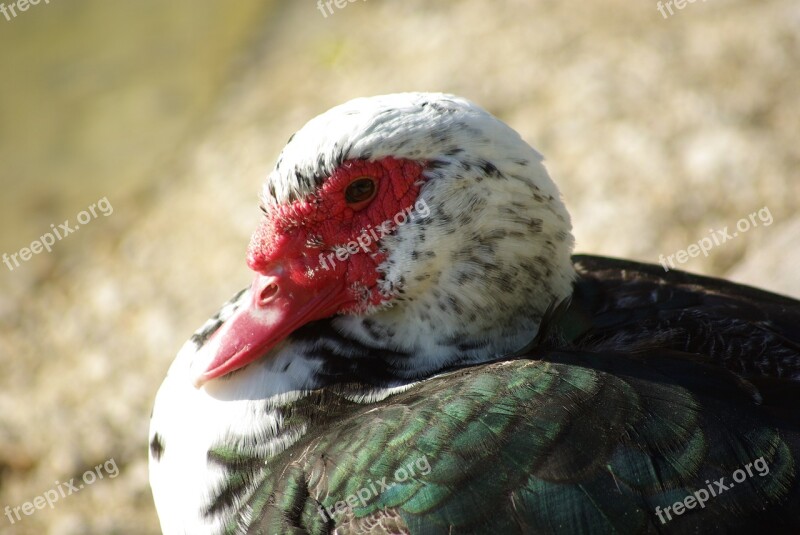 Duck Poultry Duck Barbarism Free Photos