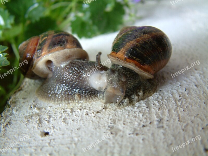 Gastropod Snail Little Grey Free Photos