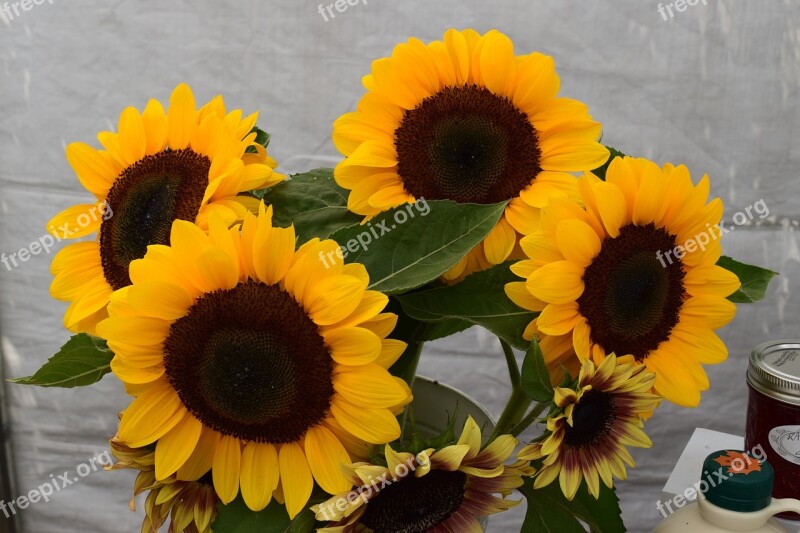 Sunflowers Flowers Nature Floral Summer