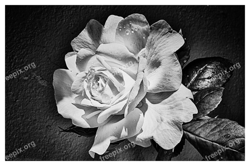 Ros Flower Leaf Black White