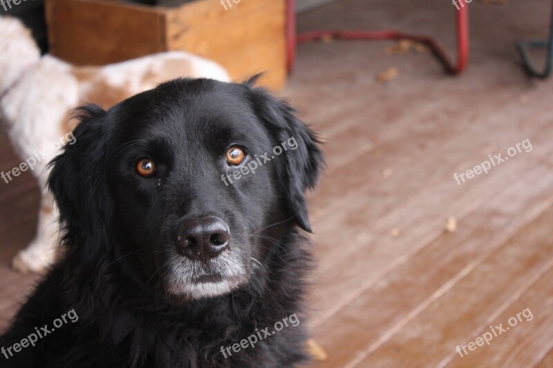 Black Dog Dog Black Lab Newfoundland Dog Newfoundland