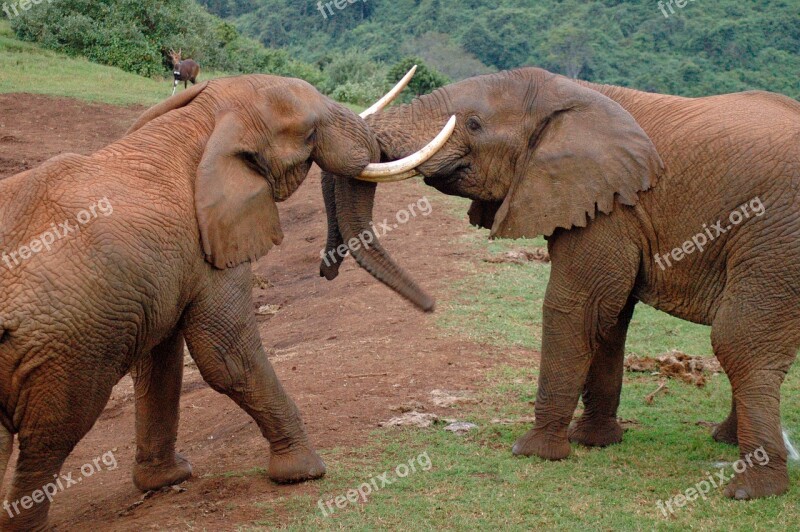 Elephants Africa Aberdare Park Kenya Free Photos