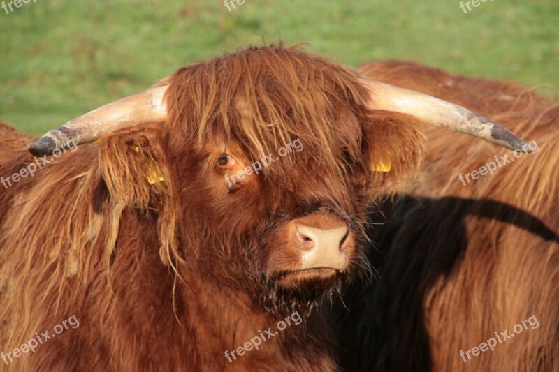 Beef Horns Highland Beef Shaggy Agriculture