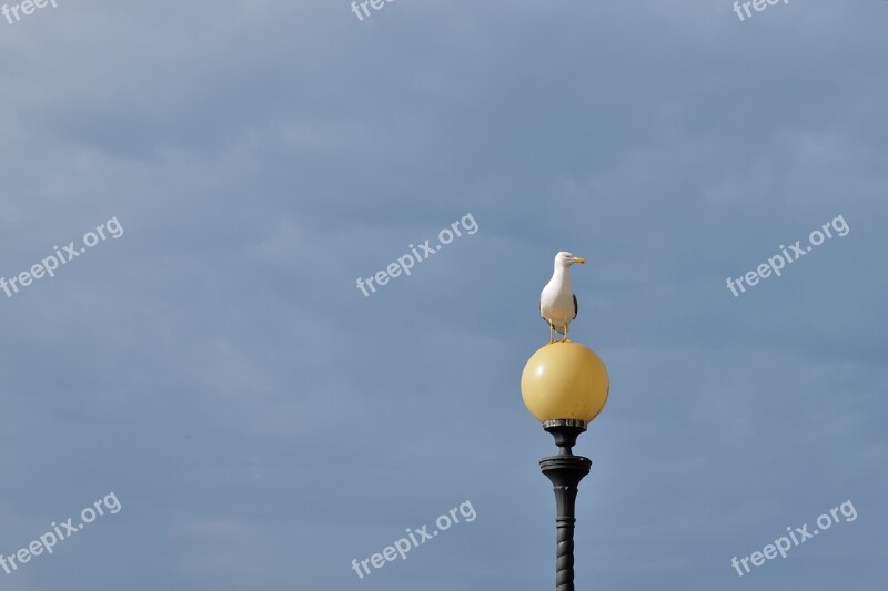 Leghorn Landscape Views Seagull Seagulls