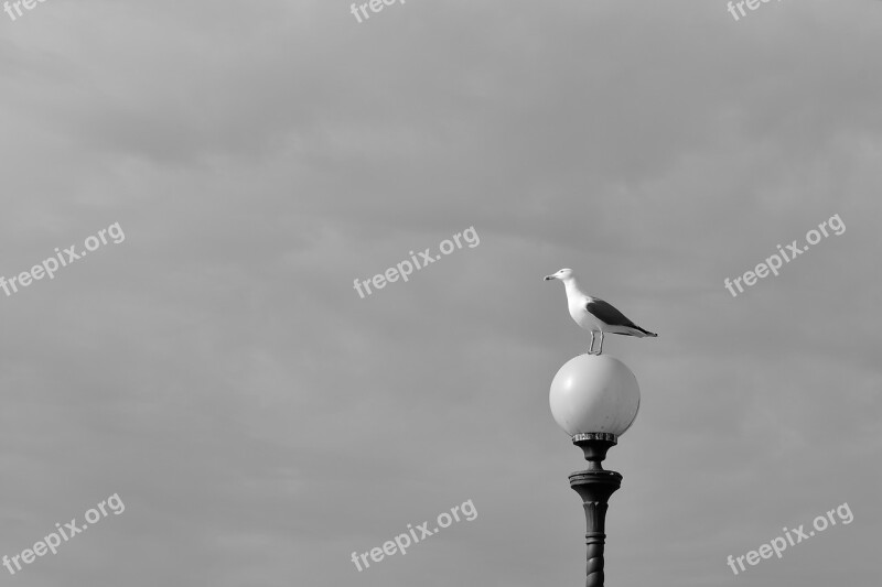 Leghorn Landscape Views Seagull Seagulls