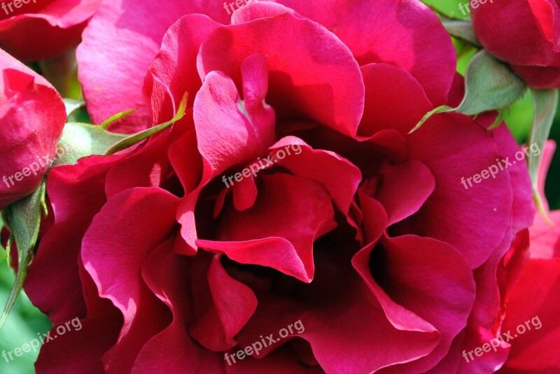 Rose Petals Red Rose Free Photos