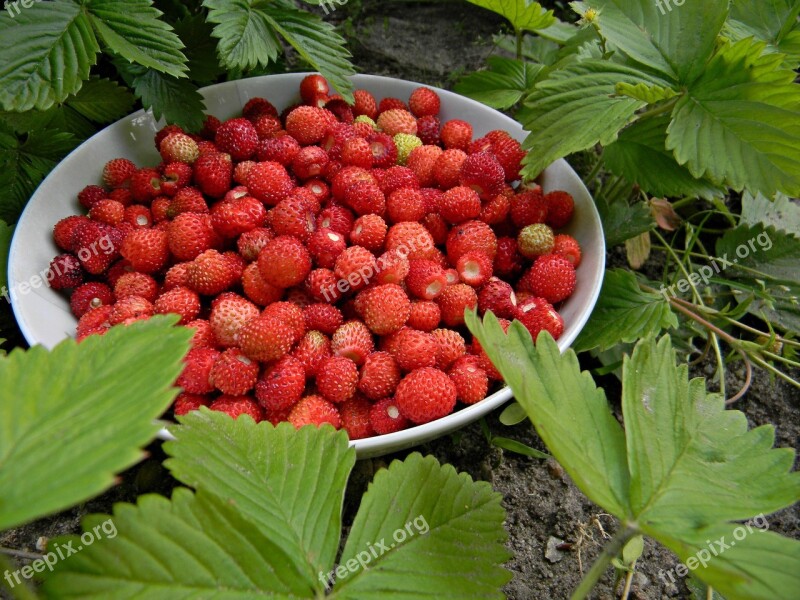 Red Fragaria Vesca Fruit Foliage Sweet