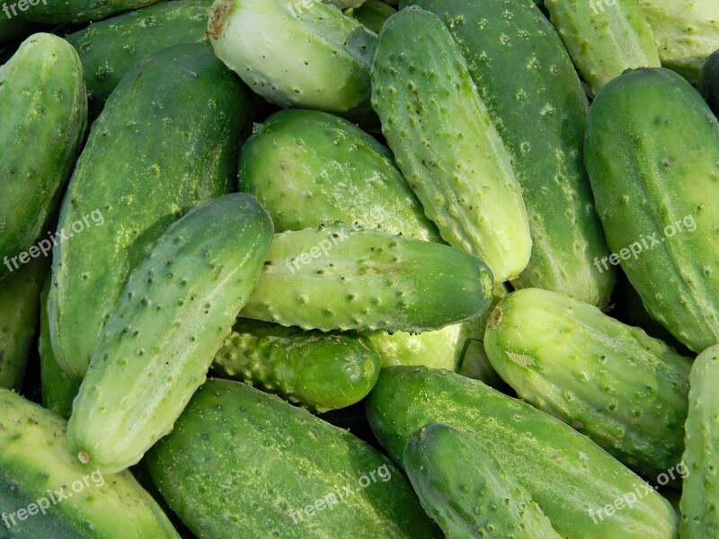 Cucumbers Garden Green Fresh Healthy Food