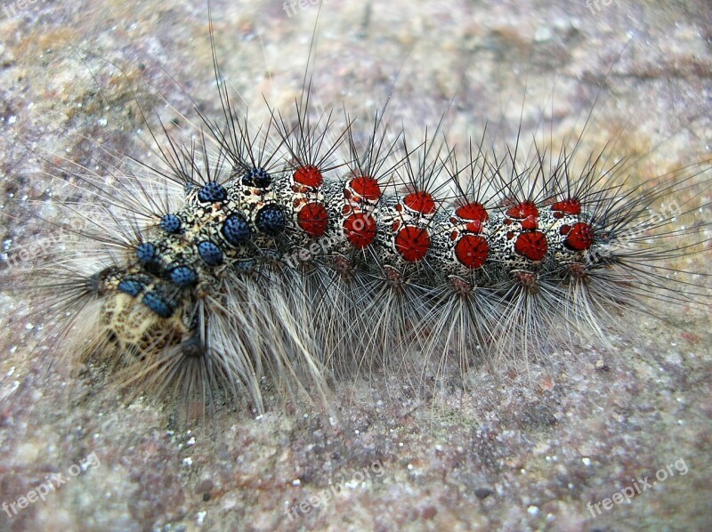 Larva Insect Hairy Closeup Macro