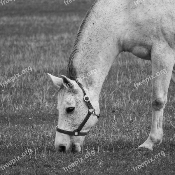 Grazing Horse The White Horse Feast Black And White B W Photography