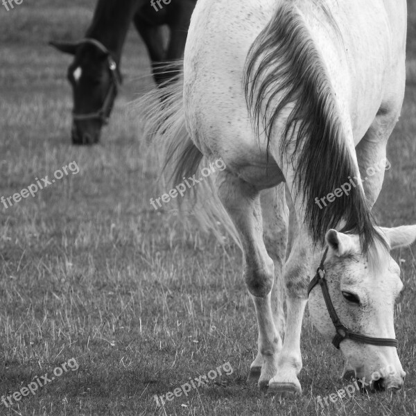 Grazing Horses The White Horse Feast Horses Black And White