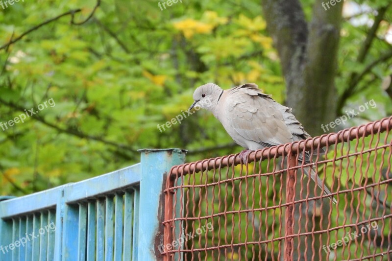 Streptopelia Decaocto Dove Bird On A Fence Pigeon Free Photos