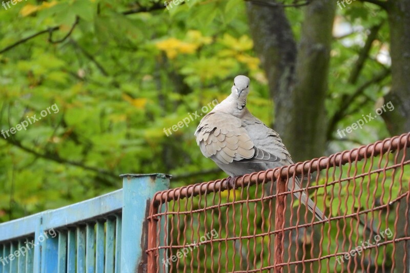 Streptopelia Decaocto Dove Bird On A Fence Pigeon Free Photos