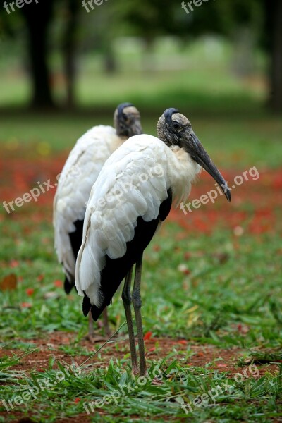 Wood Stork Bird Nature Wild Animal